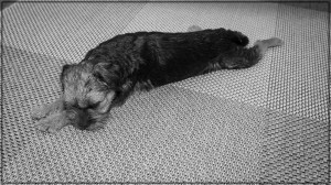 Rauhallinen fiilis, ulkona pakkasta parikymmentä astetta, paras pysytellä sisällä!